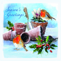 Robins on a flowerpot